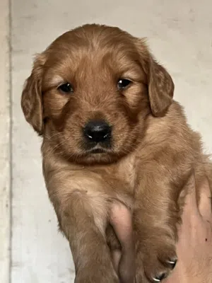 Golden retriever puppy