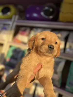 Golden retriever puppy