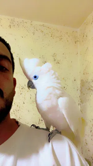 ببغاء كوكاتو جوفن ثوب كامل وبلخبط حكي لعوب جدآ