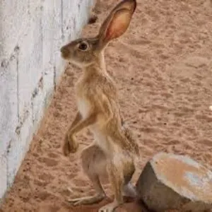 ارانب برية للبيع