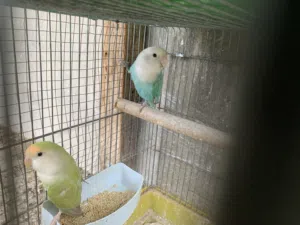 جوز روز معو اربع فراخ