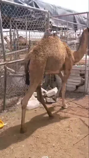 قعدان 2 القعود الاول 6 شهرر وااثاني 5 شهور سمان