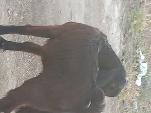 Goats2