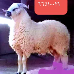 قصاب متنقل تحت الطلب لجميع مناطق الكويت