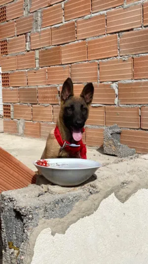 جرو ملينوا نتايه للبيع