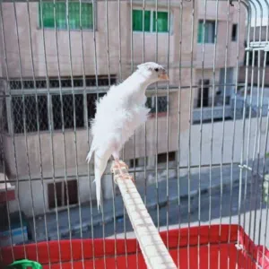 mahmoud 