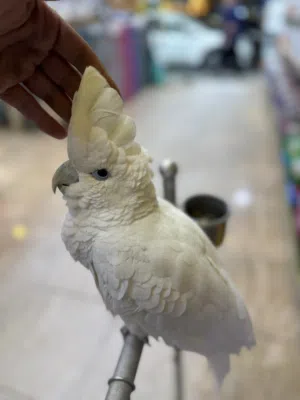 ببغاء كوكاتو جوڤن اليف جدا جدا