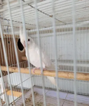 albino red eye cocktail pair for sale