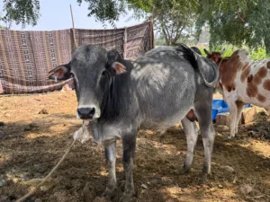 ثيران أثيوبيه مطعومات  جاهزات للعيد