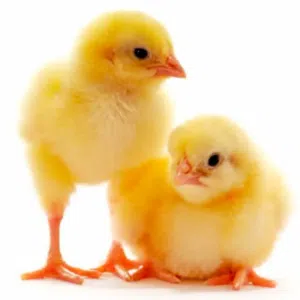 NATIONAL LIVESTOCK L.L.C COMPANY