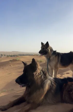 جيرمن شبر ذكر وأنثاه مدربات
