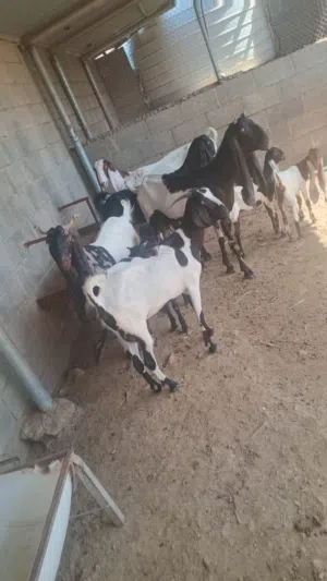 بيع اغنام باكستانيه حجازي