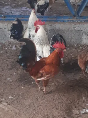Exchanging roosters for ducks and chickens