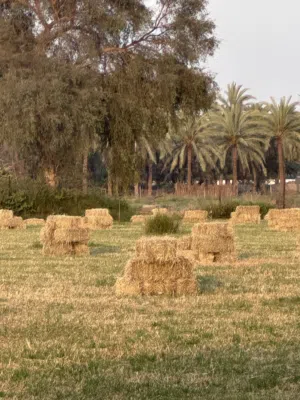 حشيش رودس