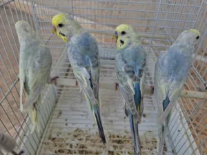 اربعة دكورة رينبو