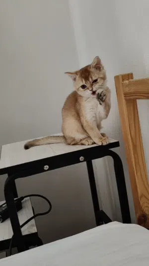 Golden British Shorthair
