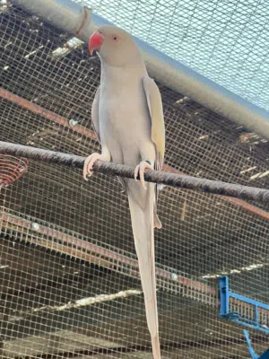بغبغاء دره لون السلفر