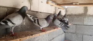 سلام عليكم زواجل البيع مزاويج