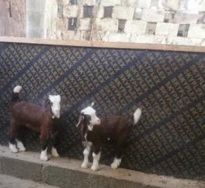 جداية اثنين من حلال الرحوب