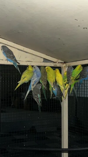 عصافير بادجي السعر على حسب الي تبغاه تبا تاخذ تعال واتساب