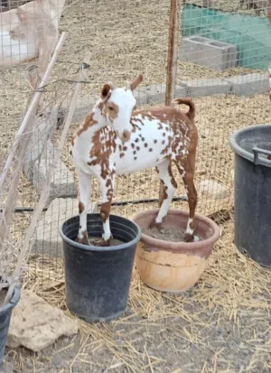 حلال صلالي الوان مختلفه وخلي من جميع العذاريب