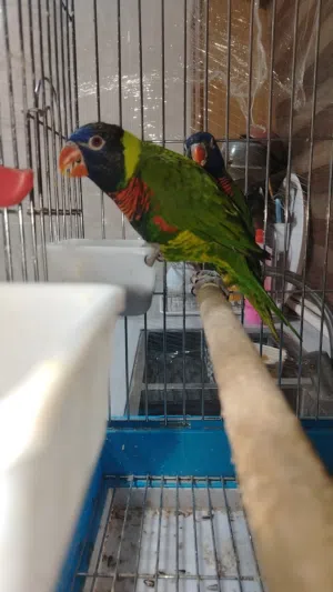 جوز لوري تحتو بيض مخصب كفالة شغل