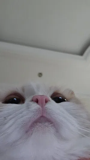 Beautiful Persian cat for sale