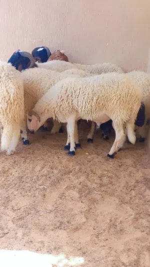 السلام عليكم ورحمة الله وبركاته يوجد خروف للعيد ربي يبارك حاجة صح مافيشي اي عيب خالي من العيوب