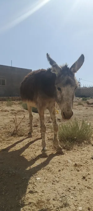 ‏حمير‏1