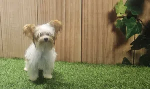 yorkishaier  يوركي شاير