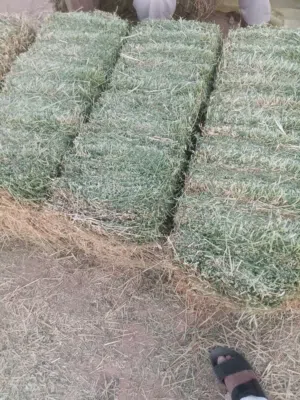 Premium Animal Fodder & Rhodes Grass Available  أعلاف حيوانية ورودس ممتاز