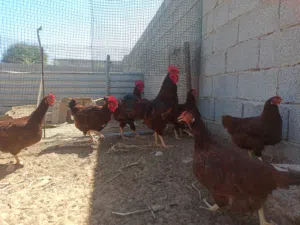 دحي دجاج الرود الامريكي