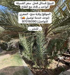 فسائل فحل قدمي