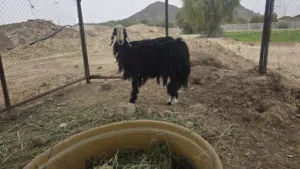للبيع جاعده نجديه اصل شوف الوصف