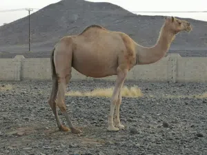 بيع ناقة عاقر وسمين