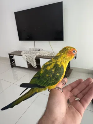 صن كنيور بعمر 5 شهور