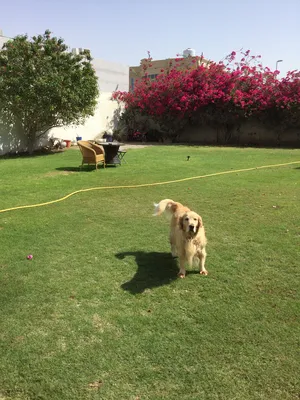 Pets Grooming3