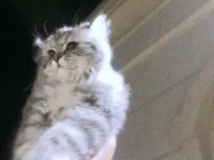 قطه رماديه شيرازيه
