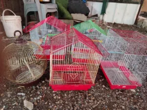 خمس قفاصه للبيع