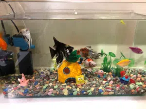 حوض سمك مع اسماك واكل واكسسوارات