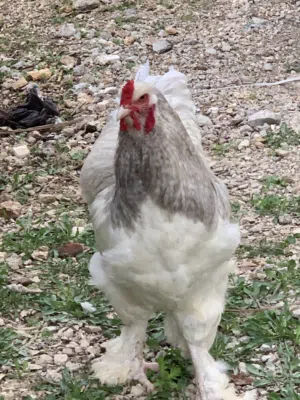 دجاج ديوك نخب