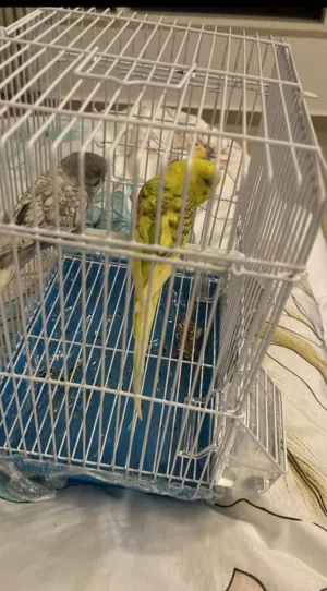 جوز ذكر وانثى طيور الحب بادجي