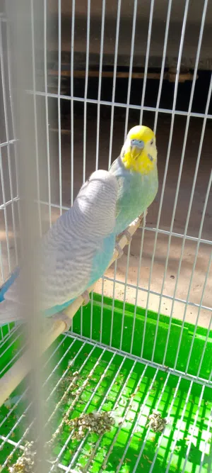 كوبيه بقلينو