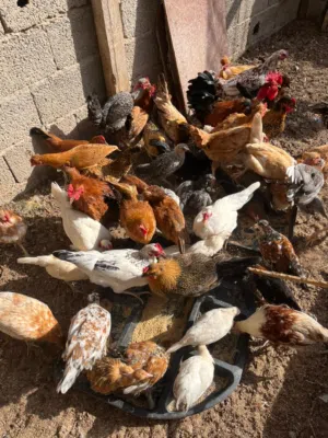 دجاج عربي كيف امفتح عمره في 6 اشهور