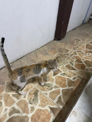سنور فول سمنه