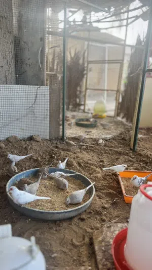 Diamond Dove Birds for Sale