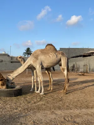ناقه سودانيه معها قعود ناقه مش كبيره كيف بازغ الناب