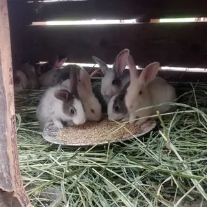 ‏أرانب‏2