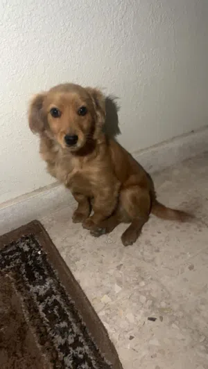 كلب قولدن ذكر