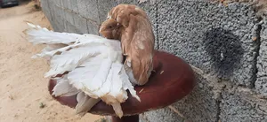 Pigeons2
